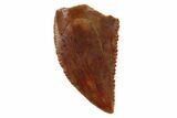 Serrated, Raptor Tooth - Real Dinosaur Tooth #101797-1